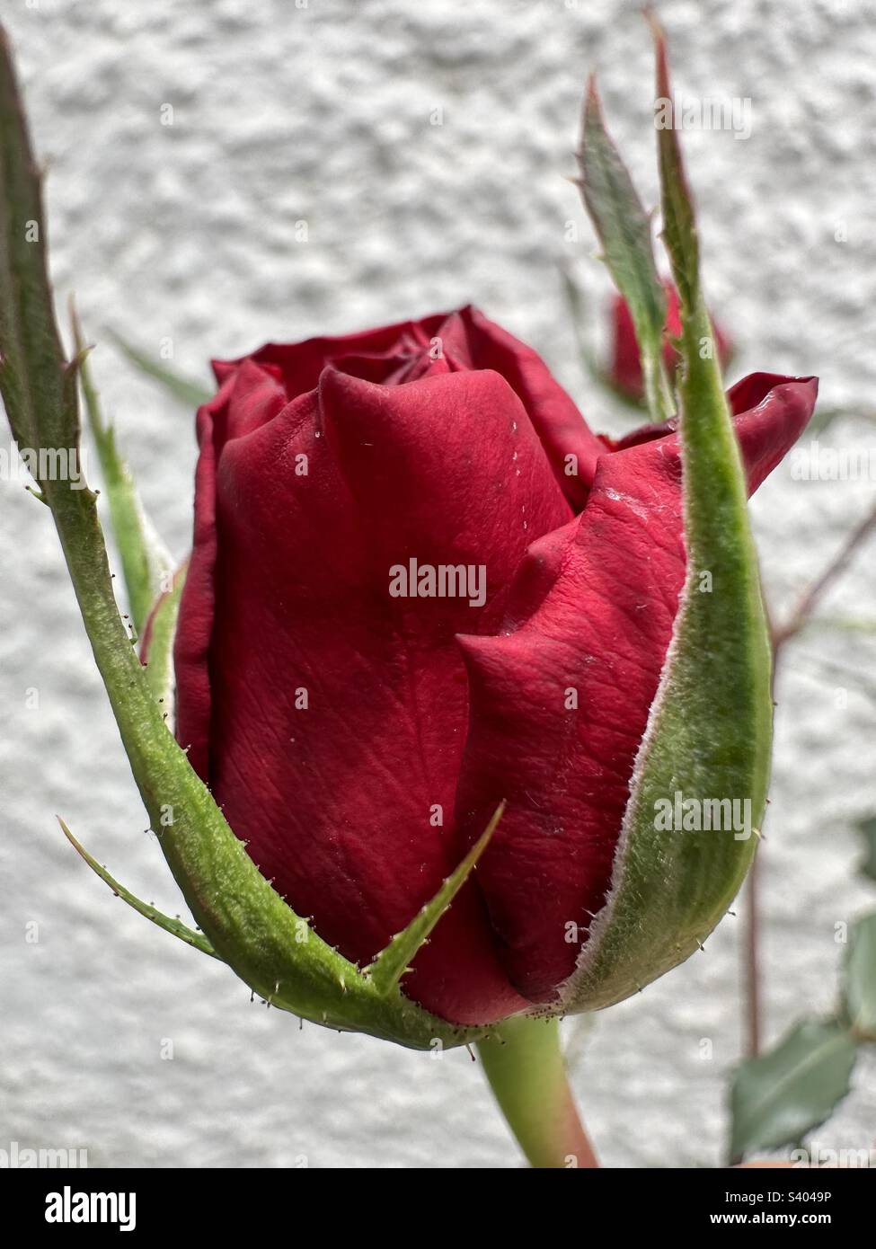 Flower rose hi-res stock photography and images - Alamy