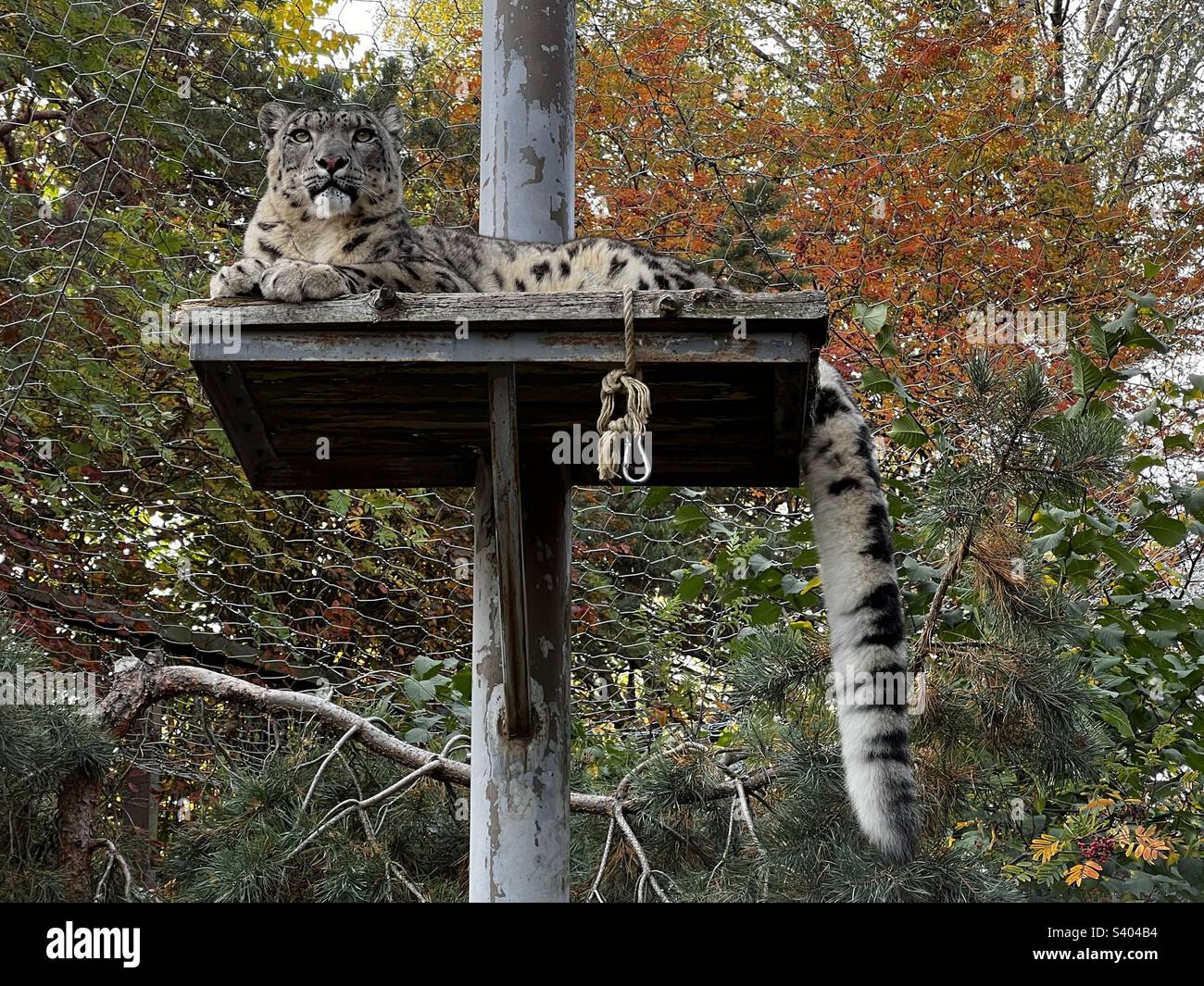 Snow leopard observes the environment from the upper platform in his aviary in the Korkeasaari island zoo in Helsinki, Finland Stock Photo