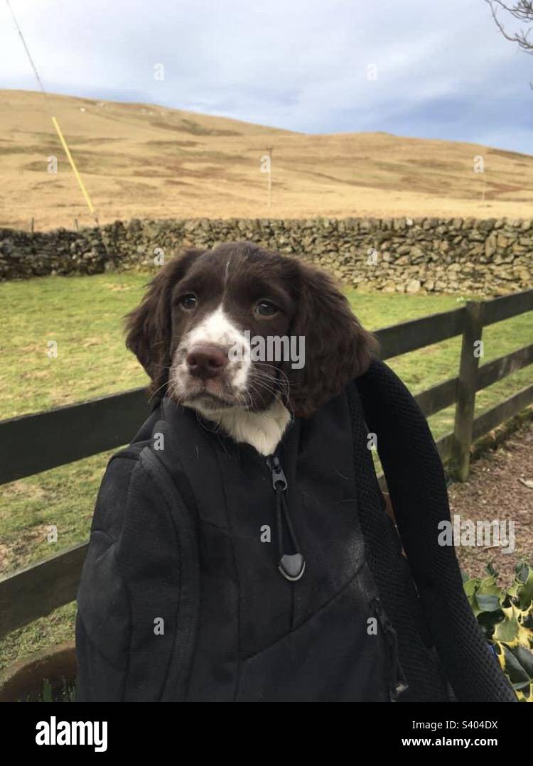 English Springer Spaniel Pup. - Smartphone Captured Stock Image