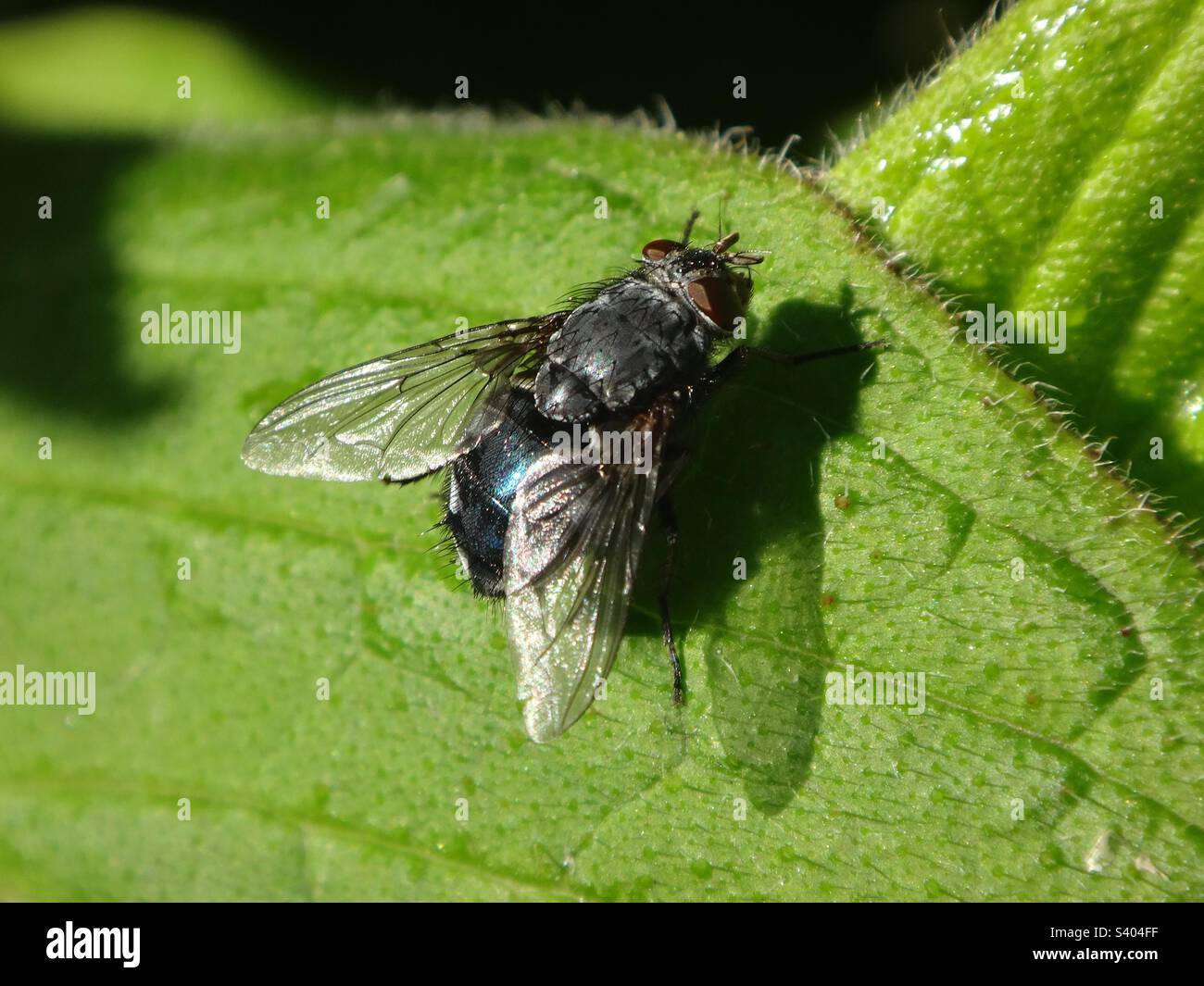 Female blue bottle fly (Calliphora vicina) sitting on a bright green leaf Stock Photo