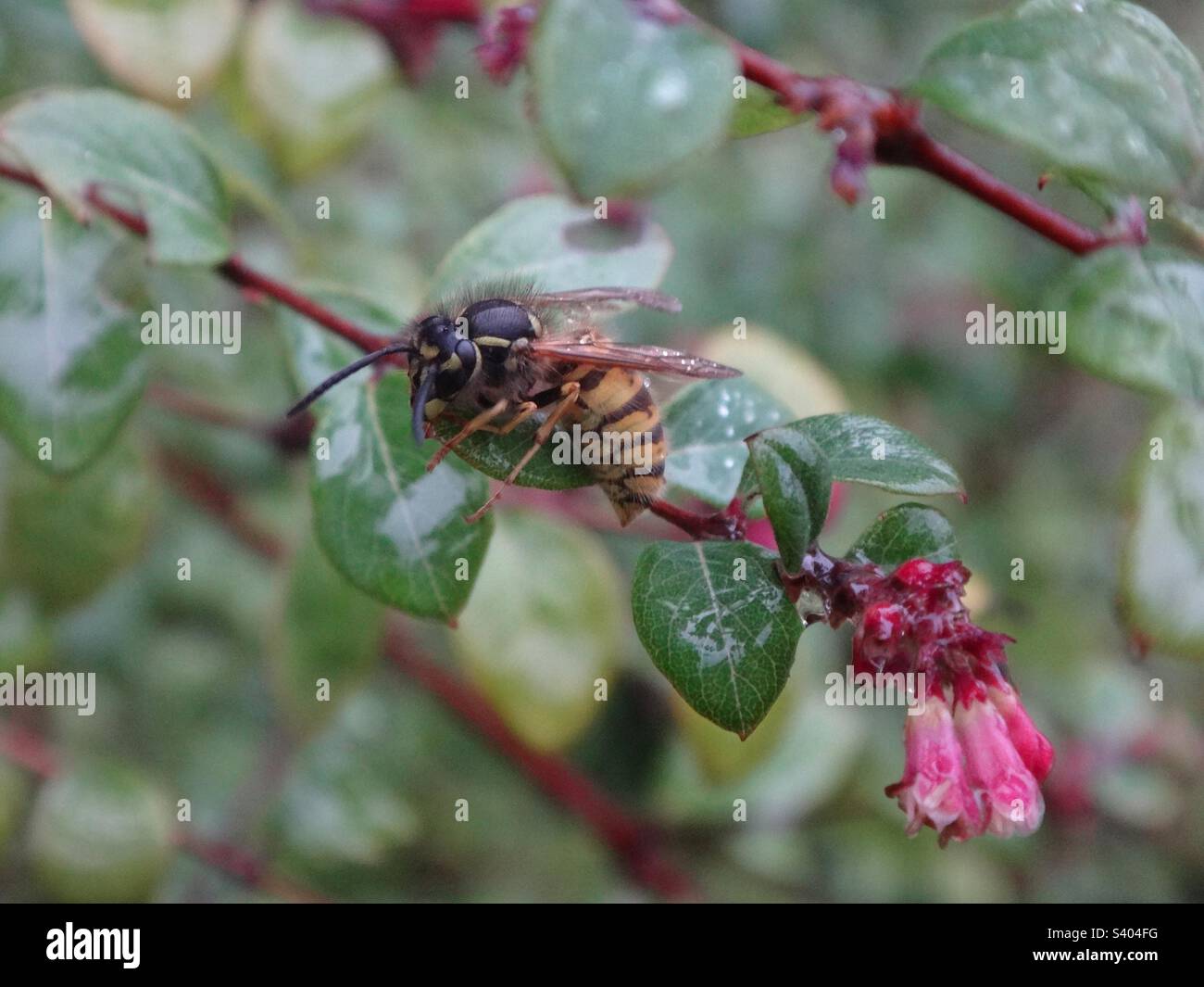 Common wasp (Vespula vulgaris) worker caught in the rain on a shrub