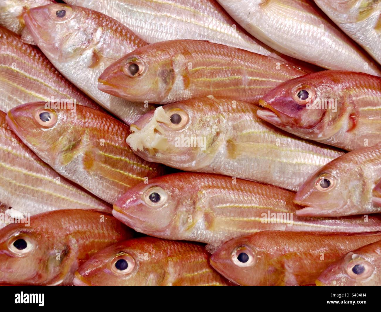 Close up view of fresh thread fin bream fish on a market stall. Backgrounds. No people. Stock Photo