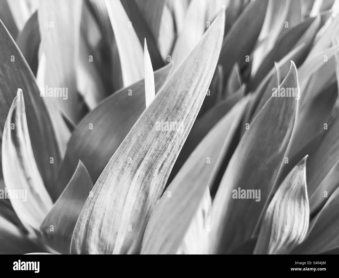 Black and white plant - Smartphone Captured Stock Image