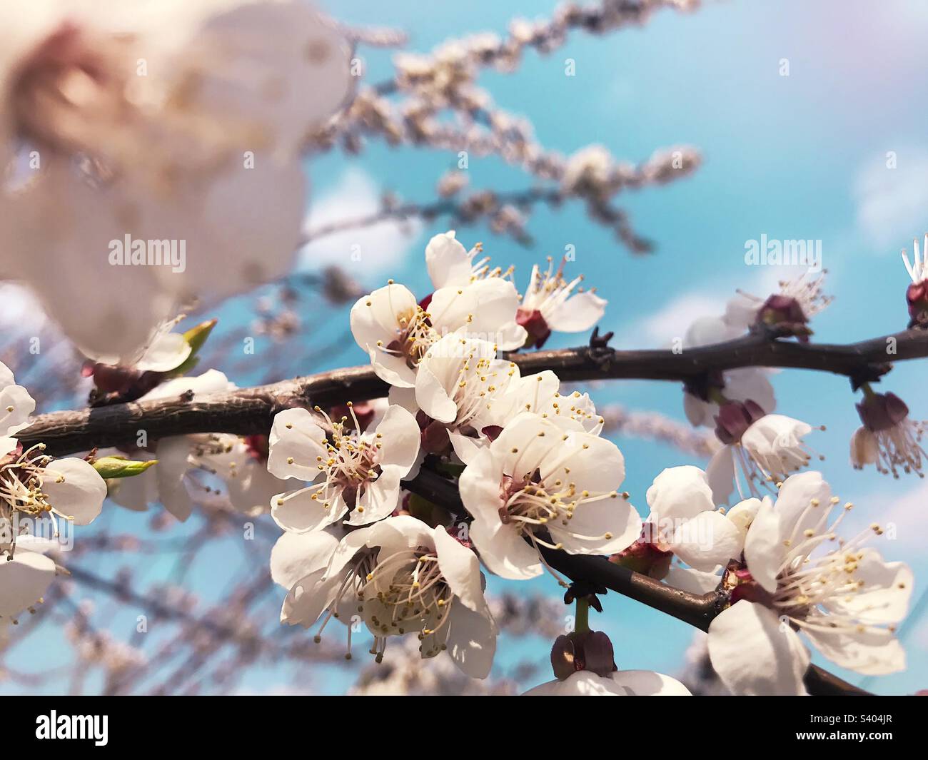 Apricot flowers blossom hi-res stock photography and images - Alamy