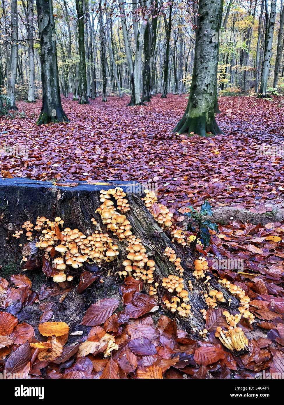 Sulphur tuft mushrooms growing on a tree stump in Micheldever woods near Winchester Hampshire United Kingdom - Smartphone Captured Stock Image