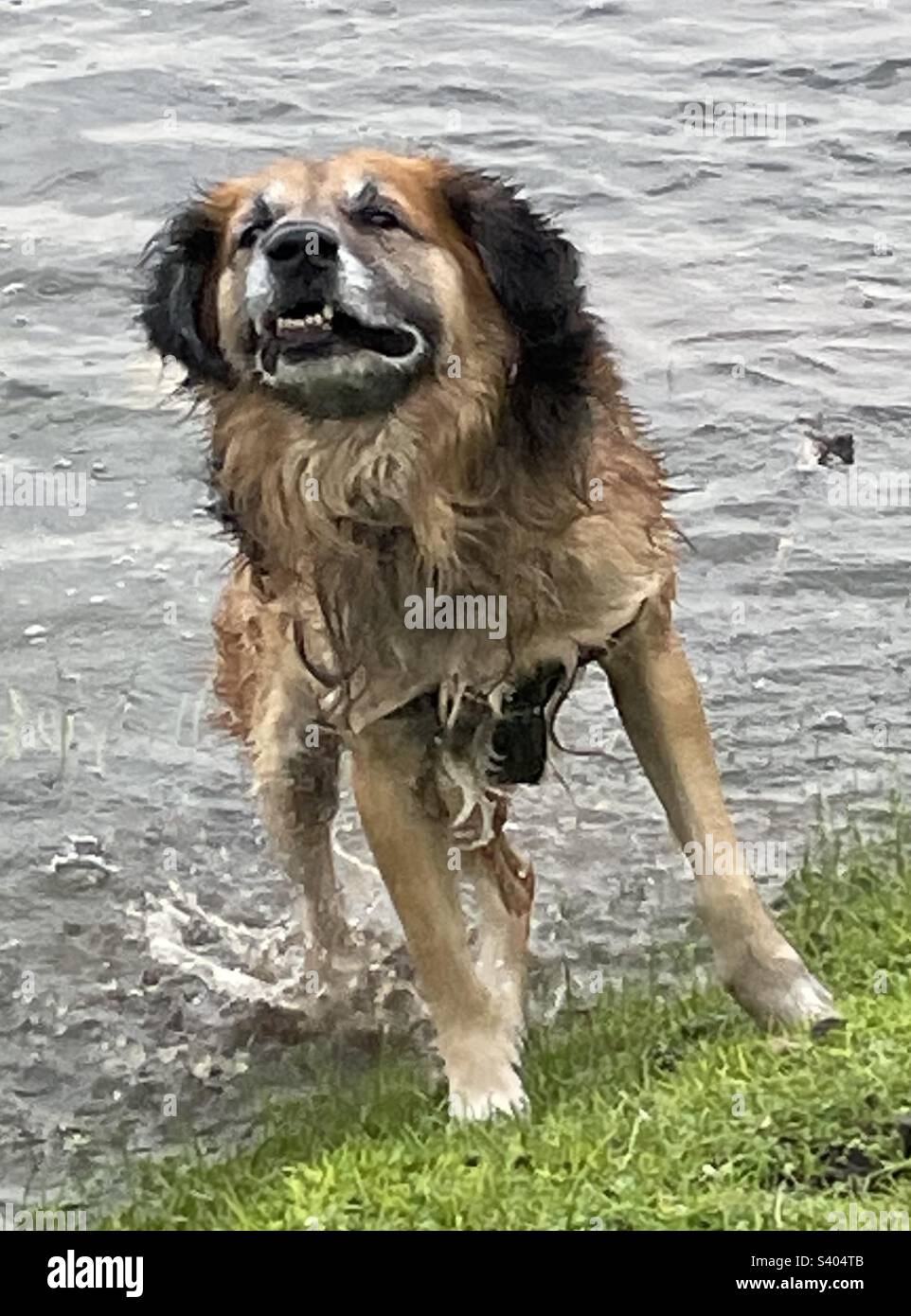 Dog shaking itself dry Stock Photo Alamy
