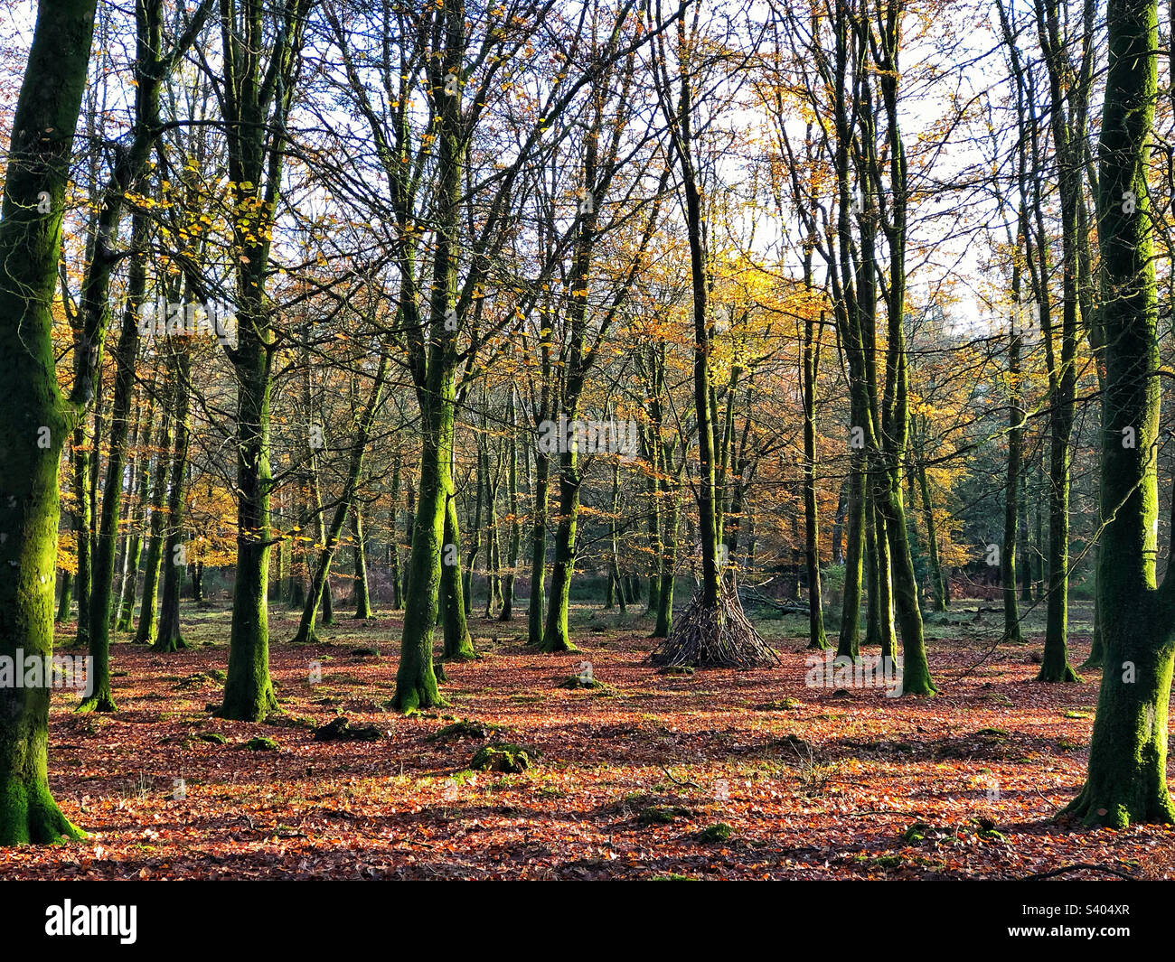 Beech trees in December Stock Photo Alamy
