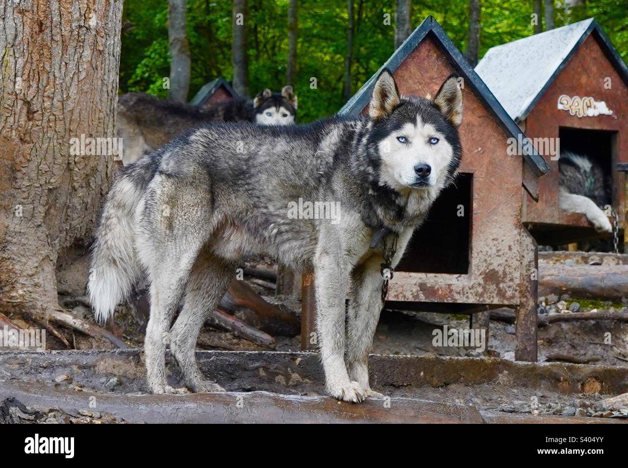 Husky - Smartphone Captured Stock Image