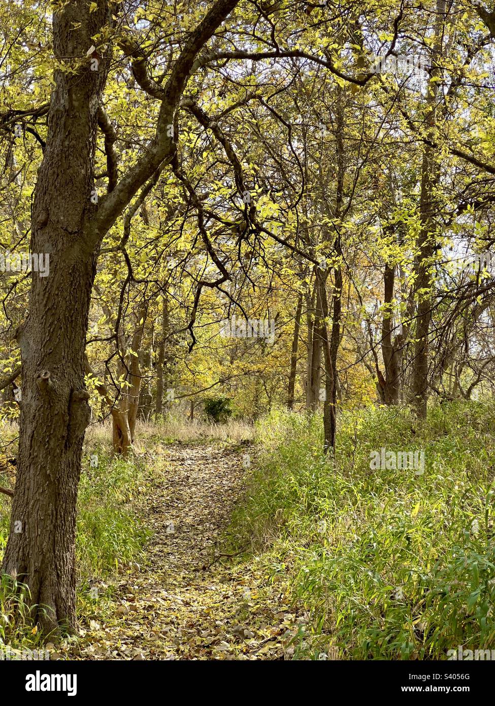 A beautiful trail in central Texas with fall leaves scattered on the