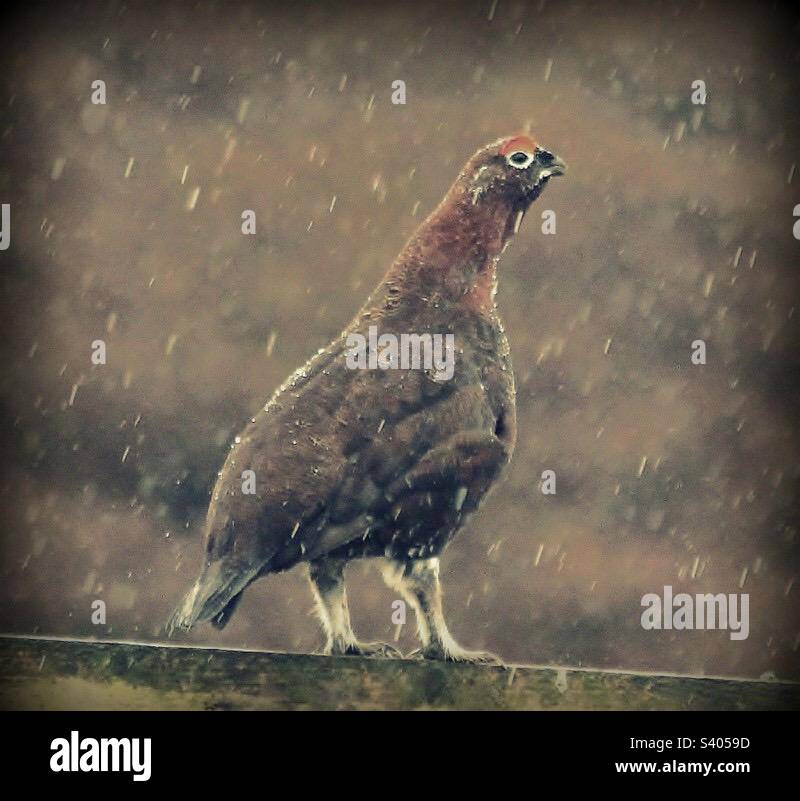 Red Grouse. Stock Photo