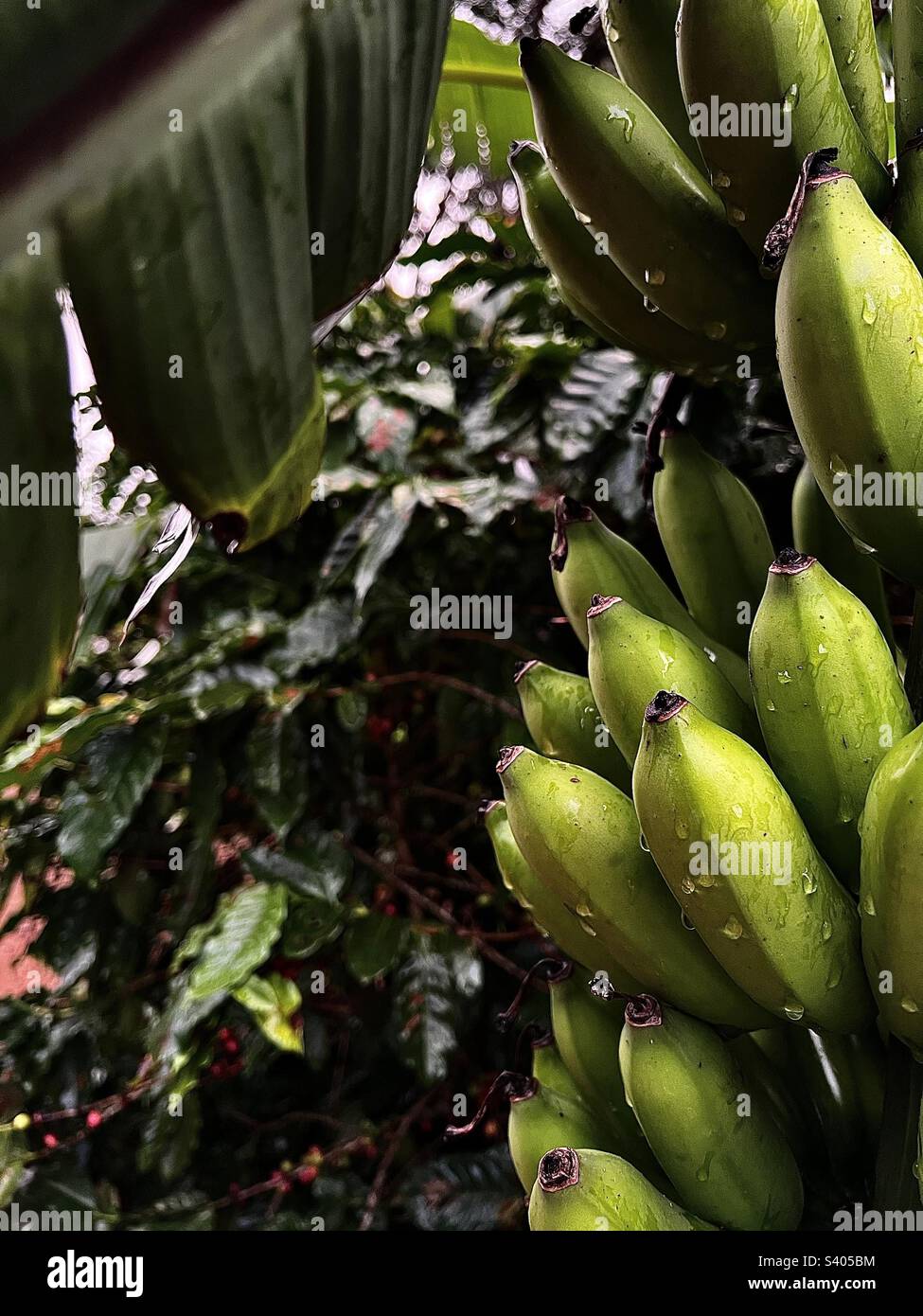 Ripening bananas wet from the rain, ripe coffee cherries in the