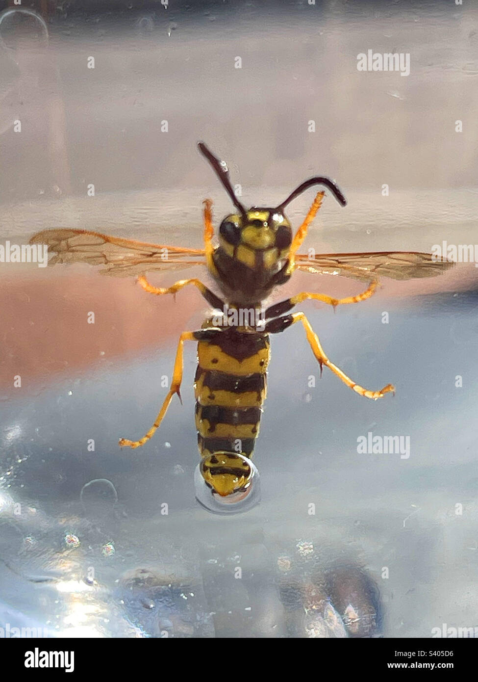 Wasp trapped in a glass. - Smartphone Captured Stock Image