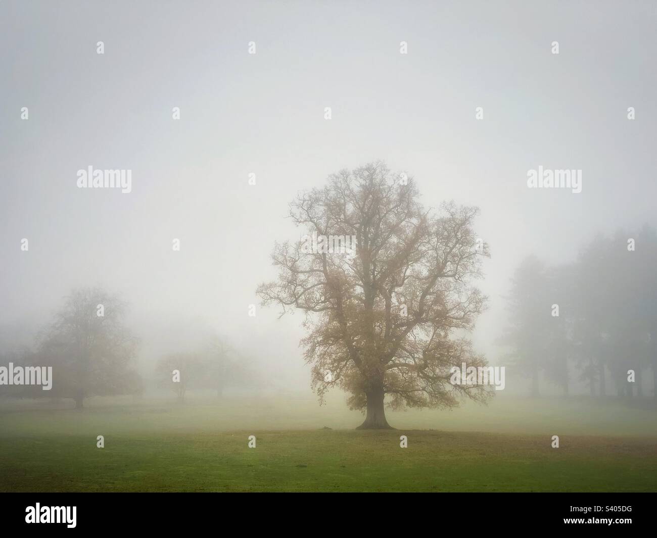 Tree in fog. - Smartphone Captured Stock Image