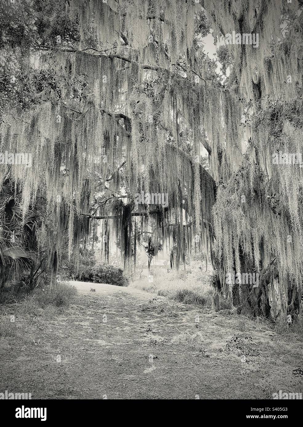 An old oak tree covered in Spanish Moss Stock Photo