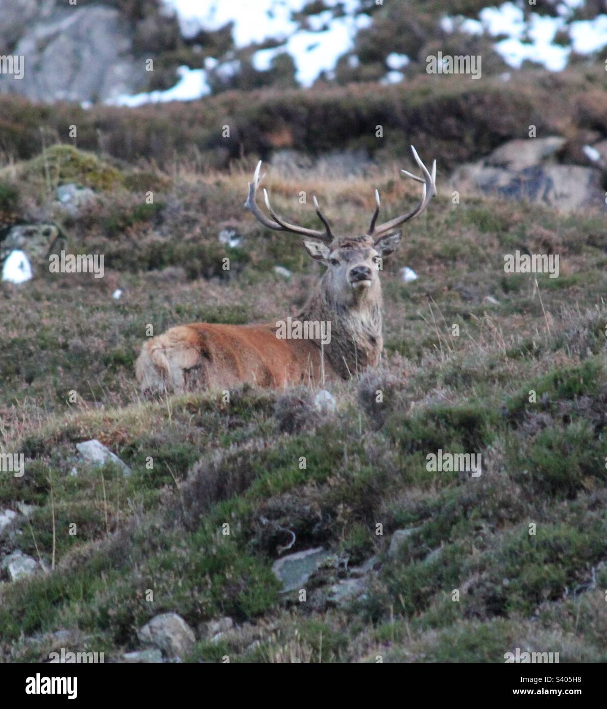Red Stag. Scottish Highlands. - Smartphone Captured Stock Image