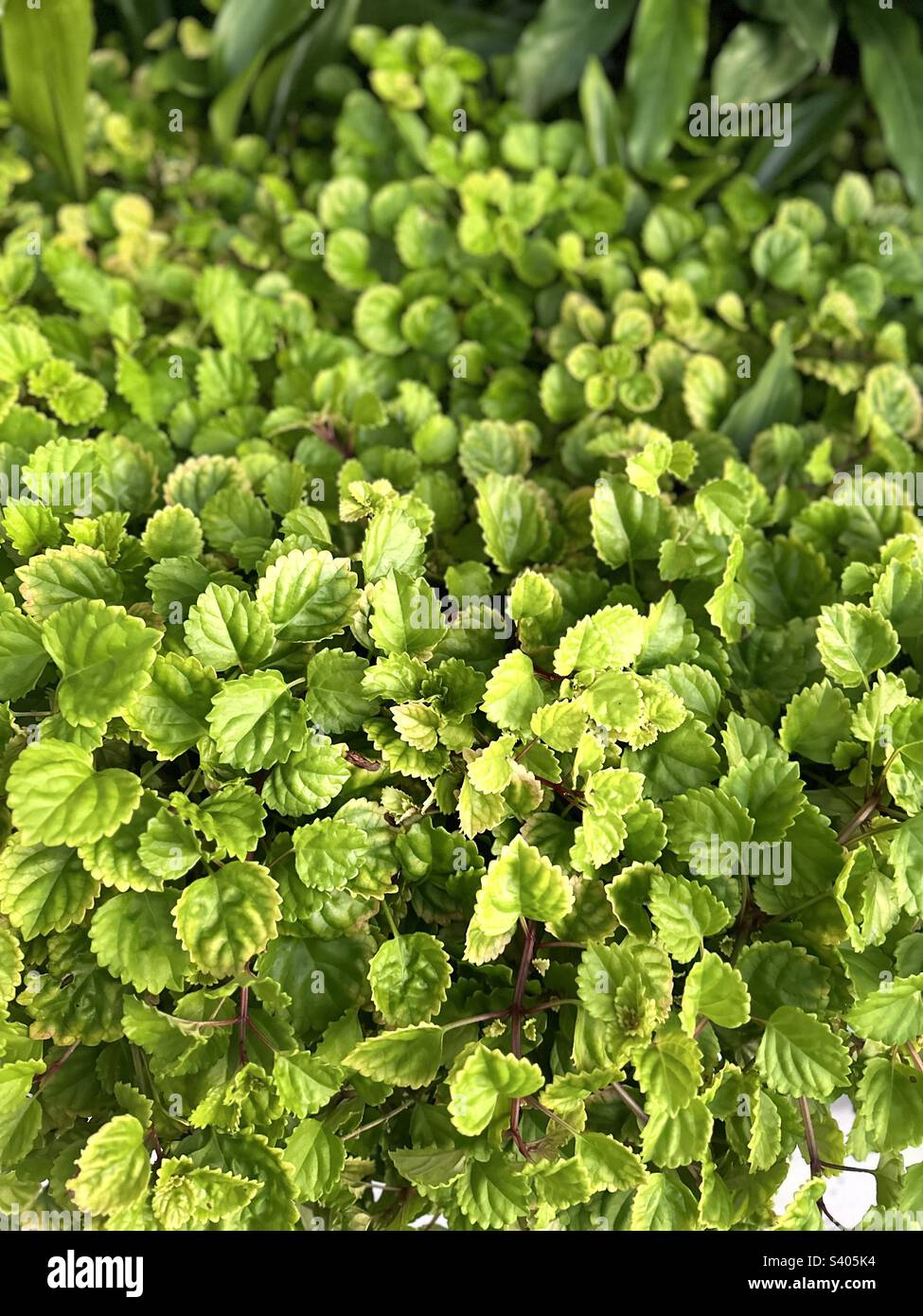 Non edible plants hires stock photography and images Alamy