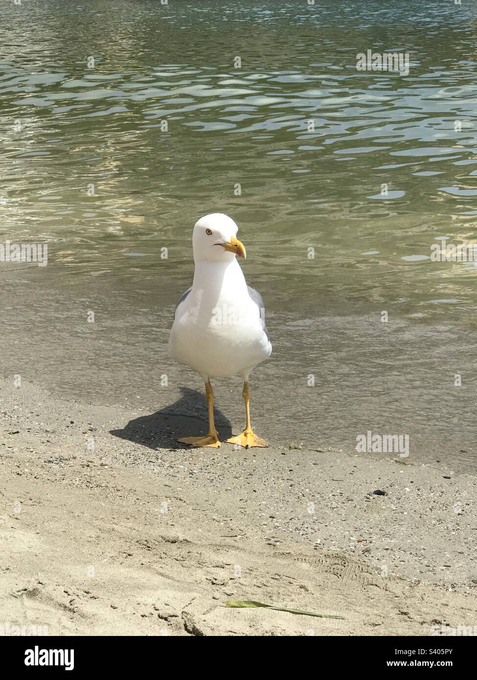 Seagull posing on the beach Stock Photo