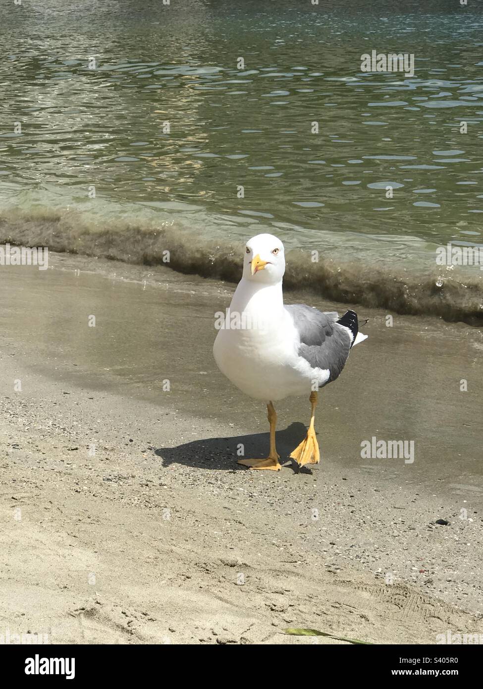 Seagull posing on the beach Stock Photo