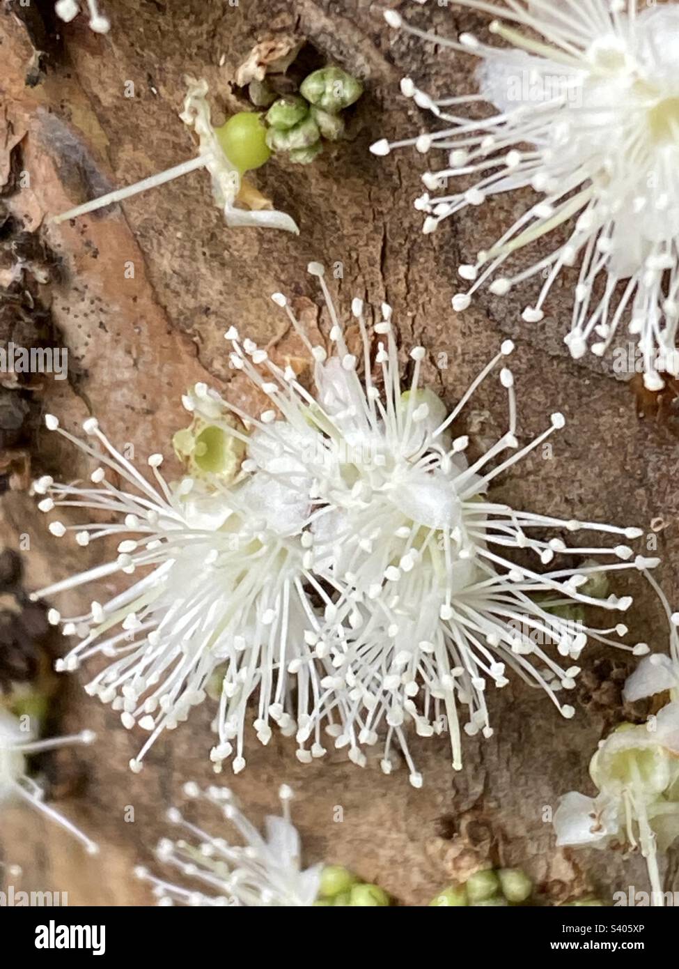 Jabuticaba flower - Brazilian Fruit Stock Photo - Alamy