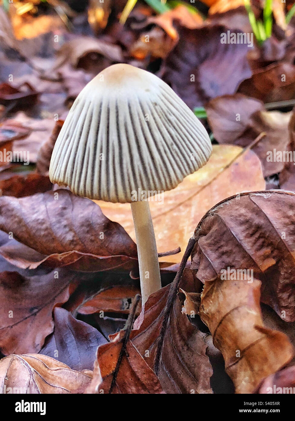 Pleated inkcap mushroom (Parasola plicatilis) in beechwoods Hampshire United Kingdom Stock Photo