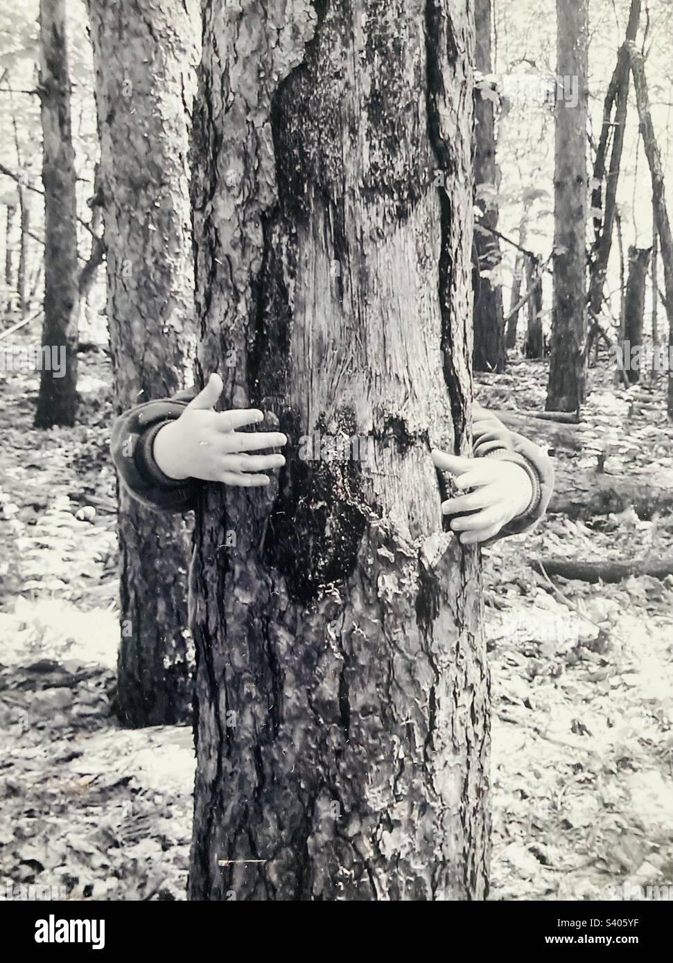 Black boy tree hi-res stock photography and images - Alamy
