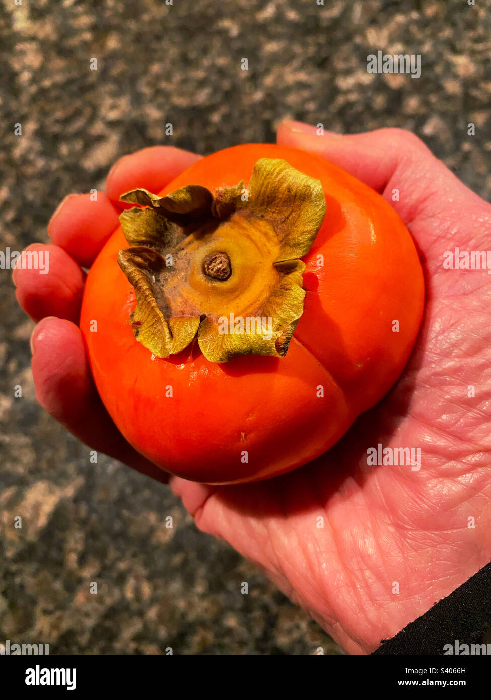 Ripe Fugu persimmon in a man’s hand Stock Photo