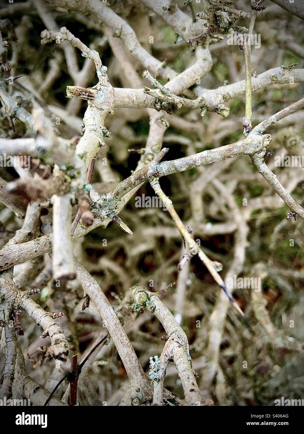 An old hedge’s branches in winter Stock Photo