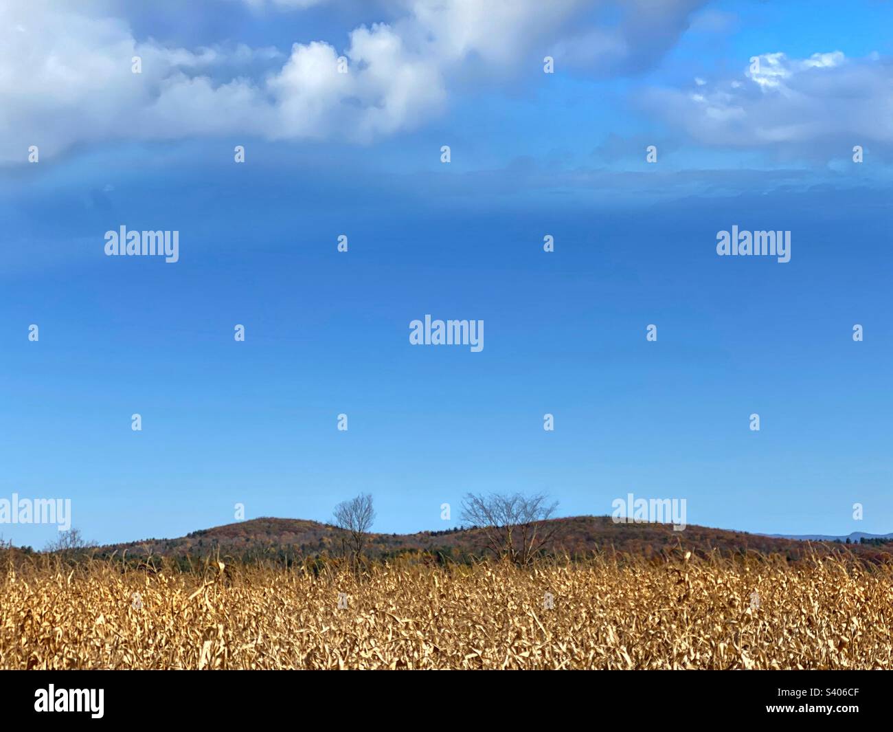 Harvested cornfield under a blue sky Stock Photo