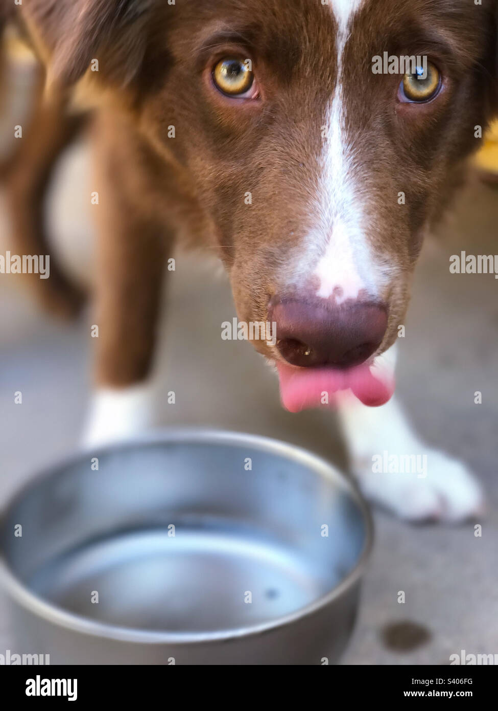 Thirsty puppy drinking from a water bowl Stock Photo Alamy