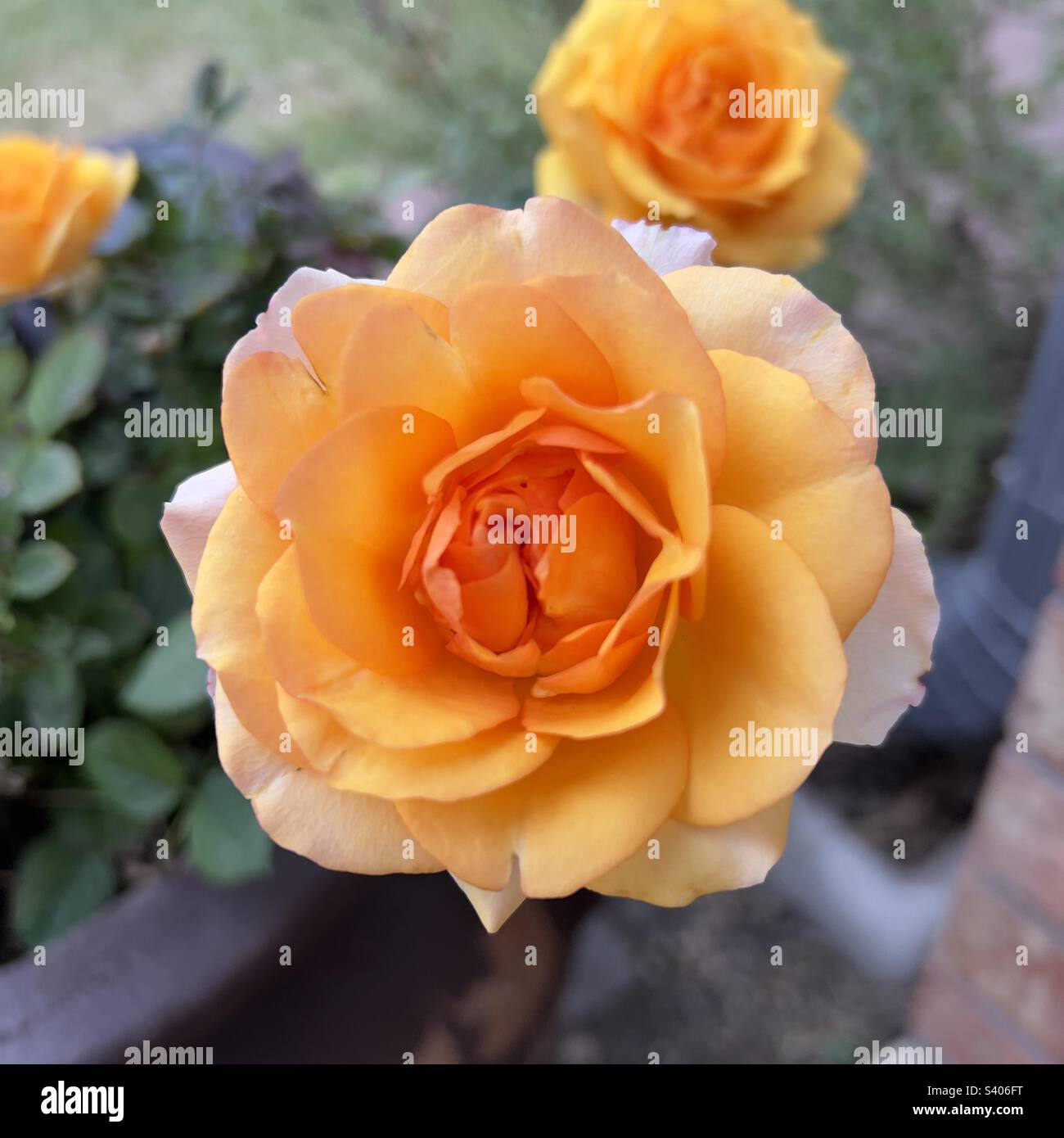 Yellow Pat Austin rose in full bloom Stock Photo Alamy