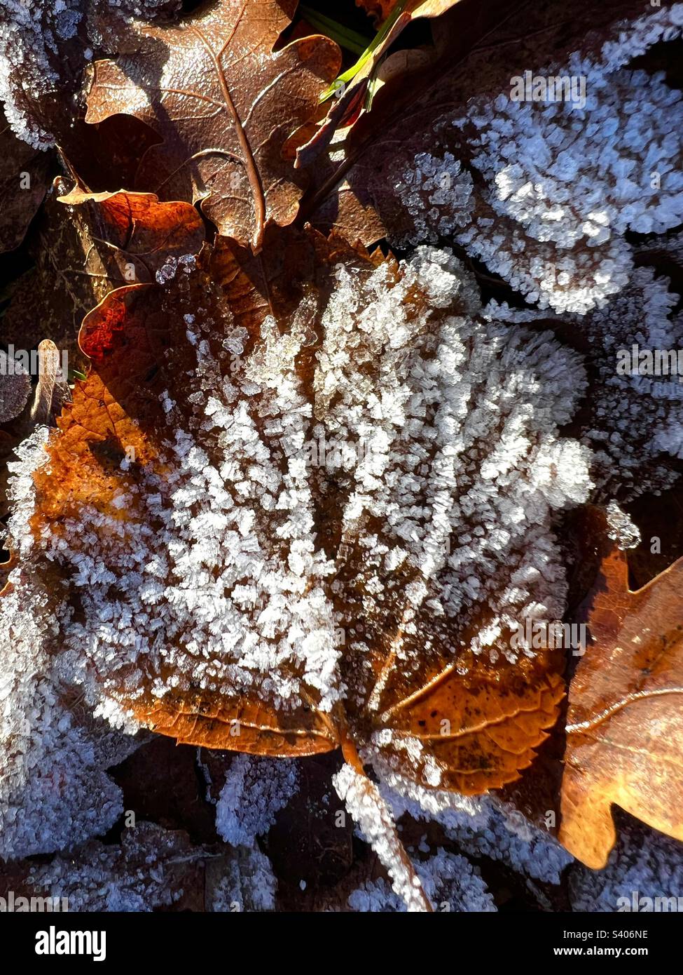 Ice frost on oak leaves hi-res stock photography and images - Alamy