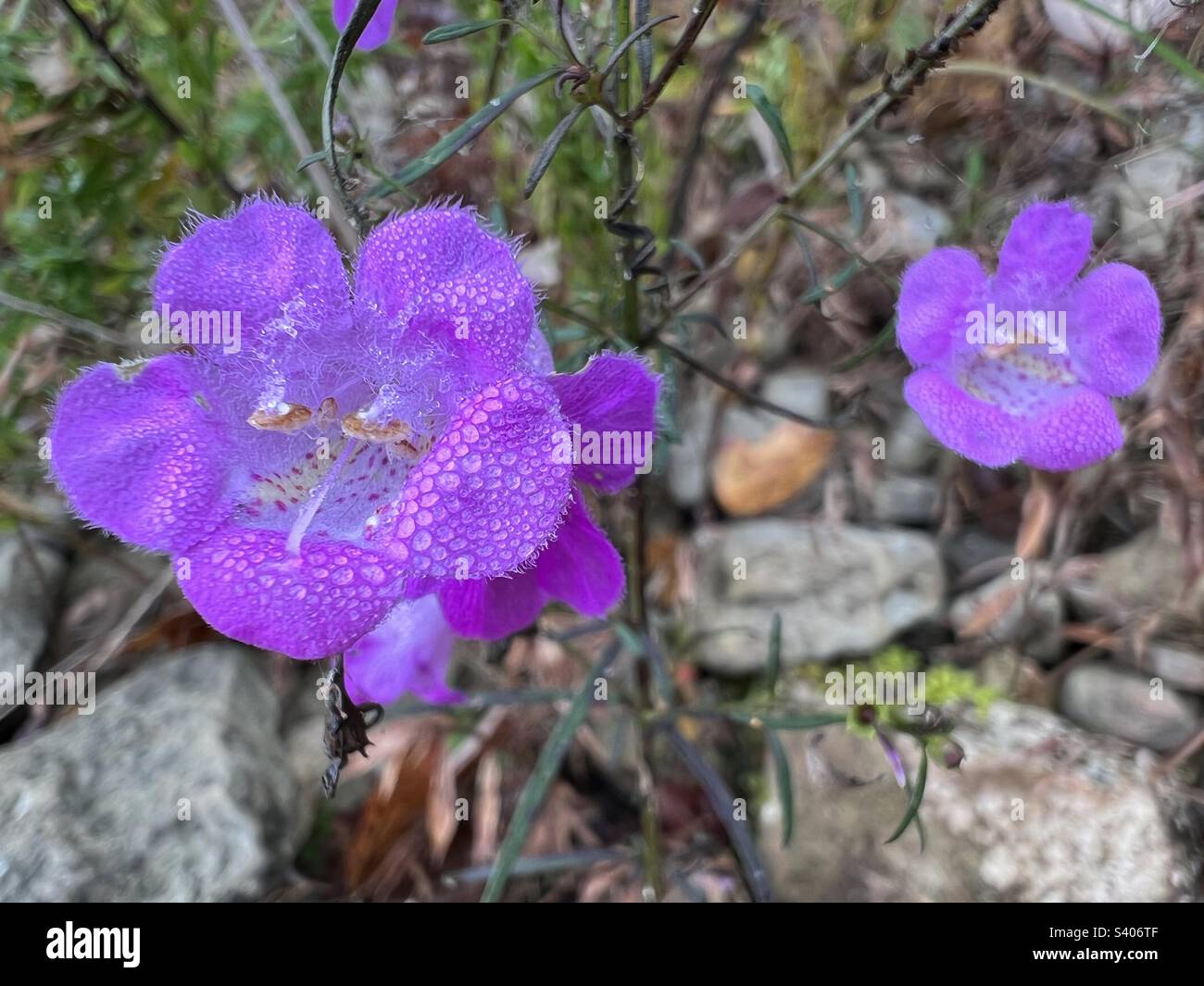 Beautiful pink wildflowers hi-res stock photography and images - Alamy