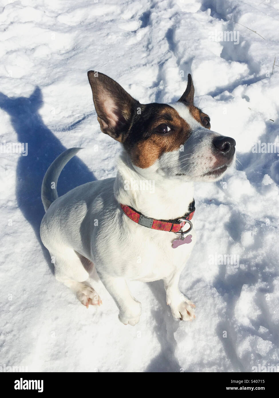 High angle view of a Jack Russell Terrier dog sitting in snow glancing up at the camera on a sunny cold winter day. - Smartphone Captured Stock Image