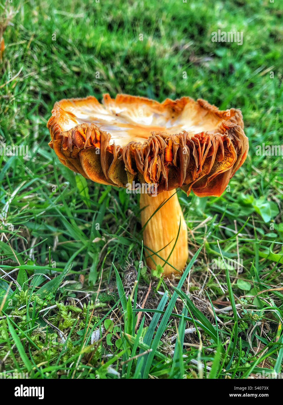 Mature mushroom growing on cliffs in Seatown Dorset United Kingdom Stock Photo