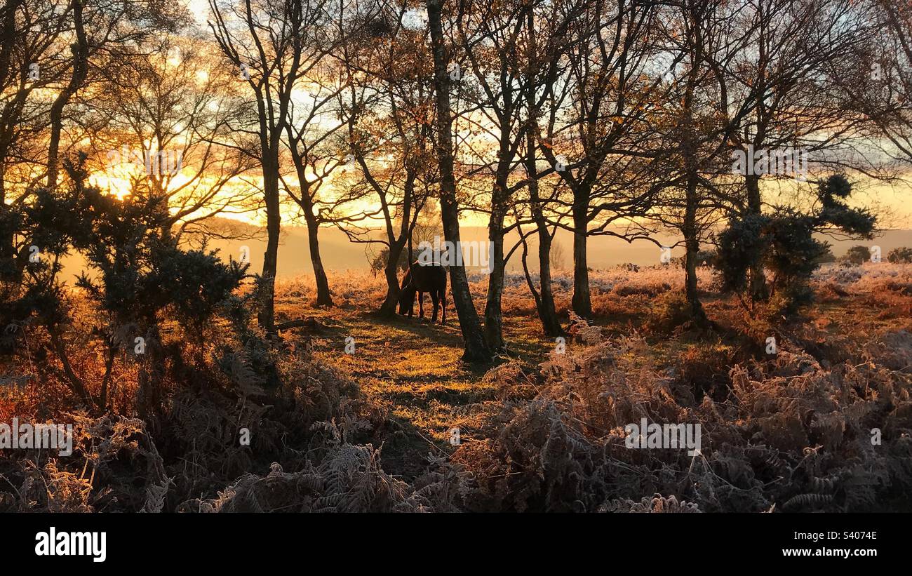 Dawn in the New Forest - Smartphone Captured Stock Image