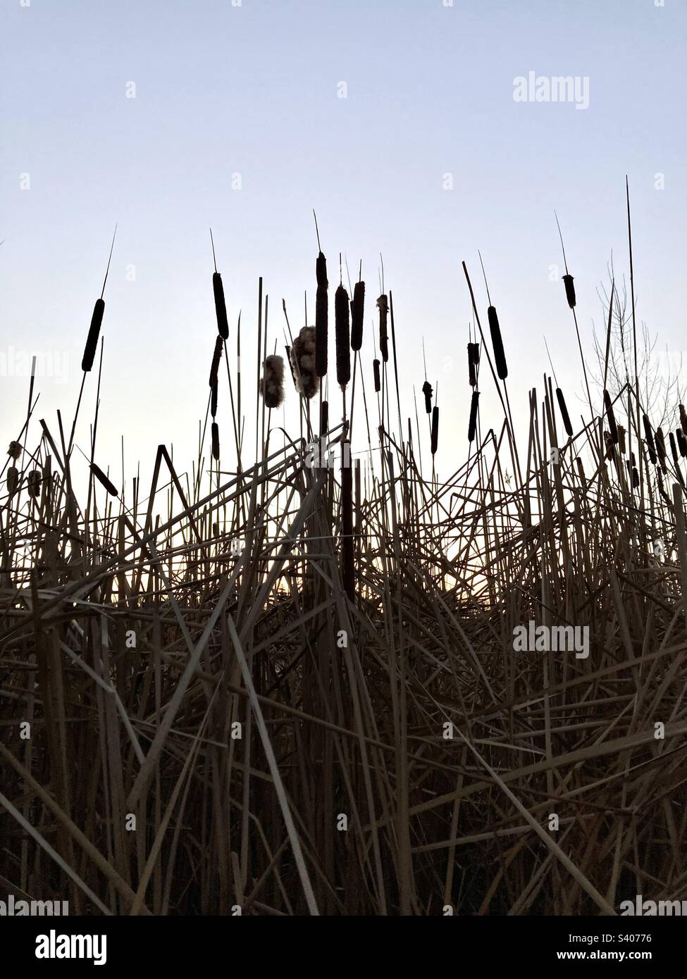 Cattails in the sunrise. - Smartphone Captured Stock Image