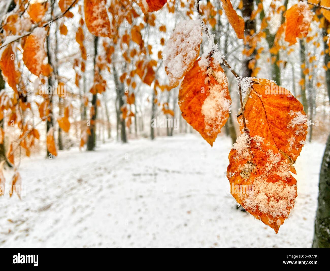 Snow covered late autumn leaves against a snow covered woodland backdrop Stock Photo