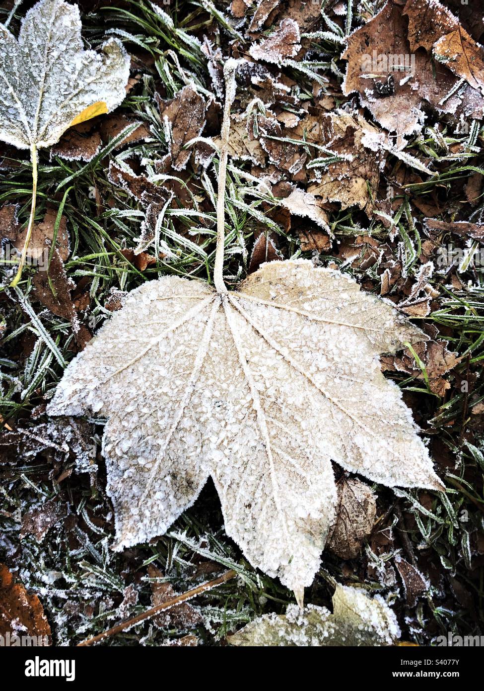 Frost on leaf on a cold winter day - Smartphone Captured Stock Image