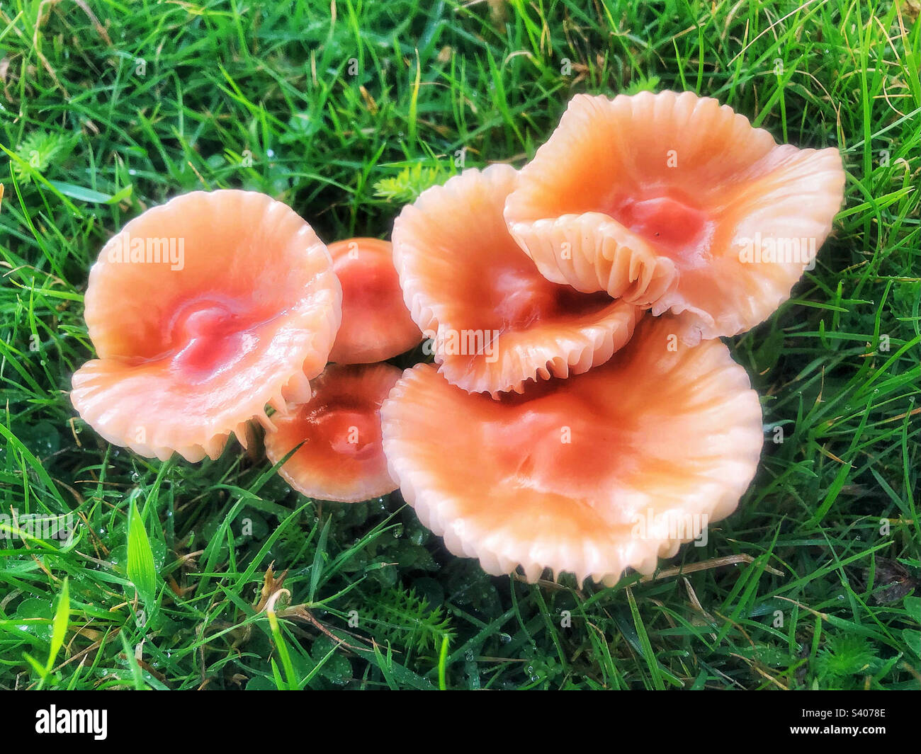 Mushrooms growing on cliffs at Seatown Bridport Dorset United Kingdom Stock Photo