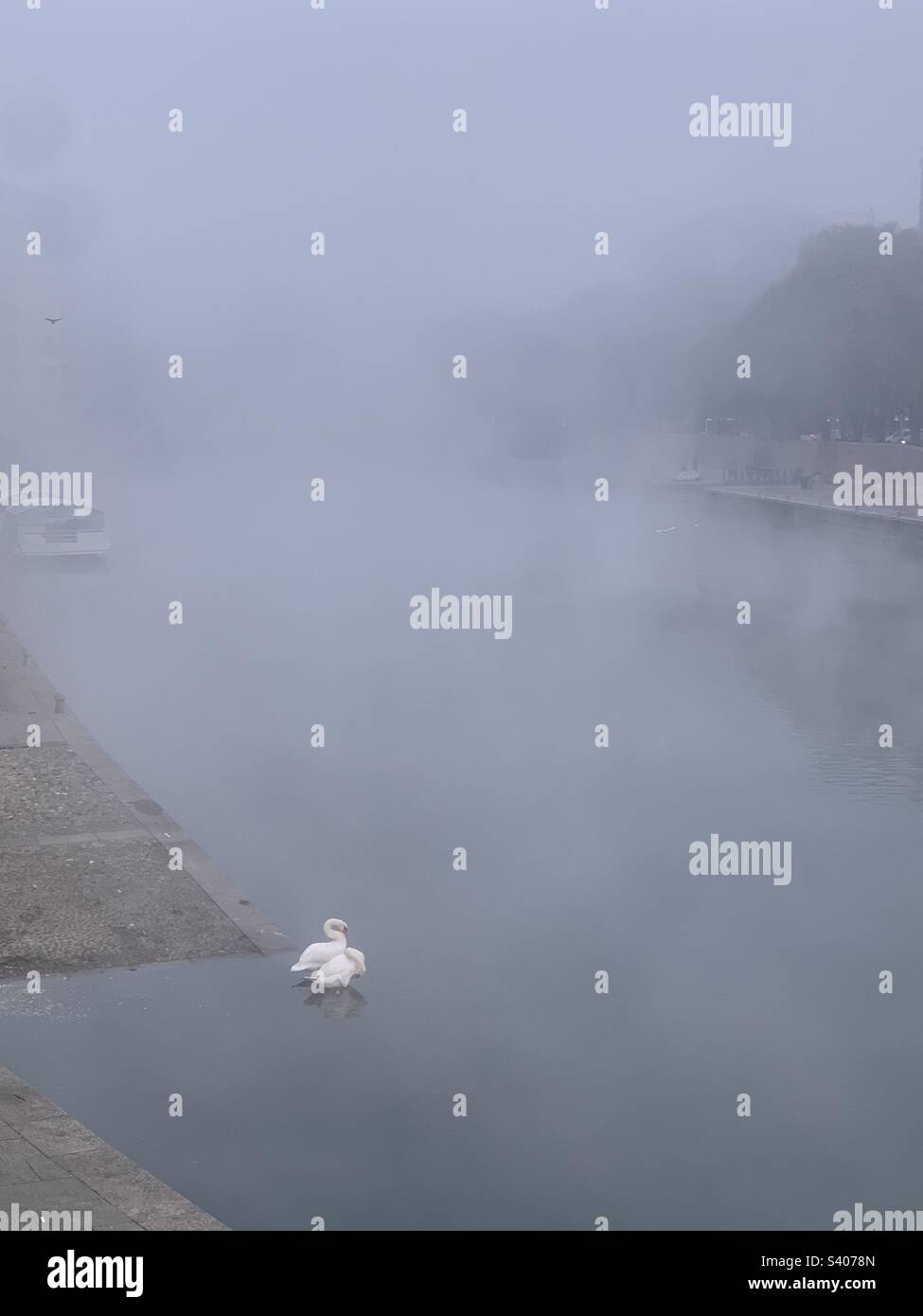 Swans in the morning fog. Darsena Navigli, Milano, Italy - Smartphone Captured Stock Image