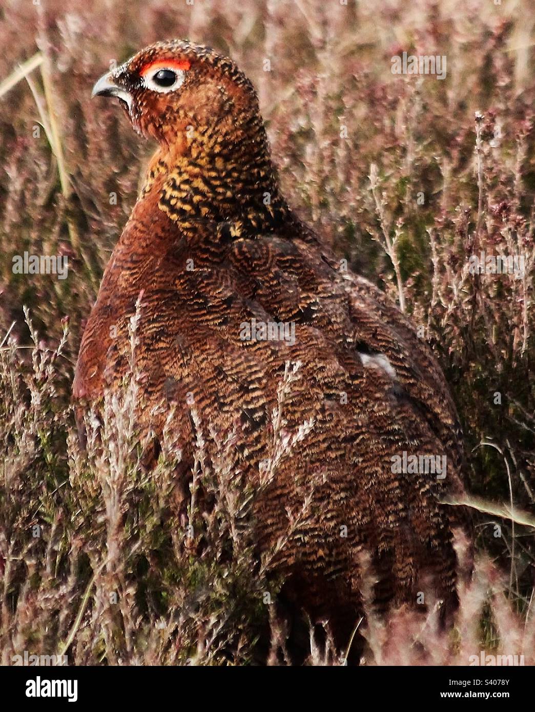 Red Grouse. Stock Photo