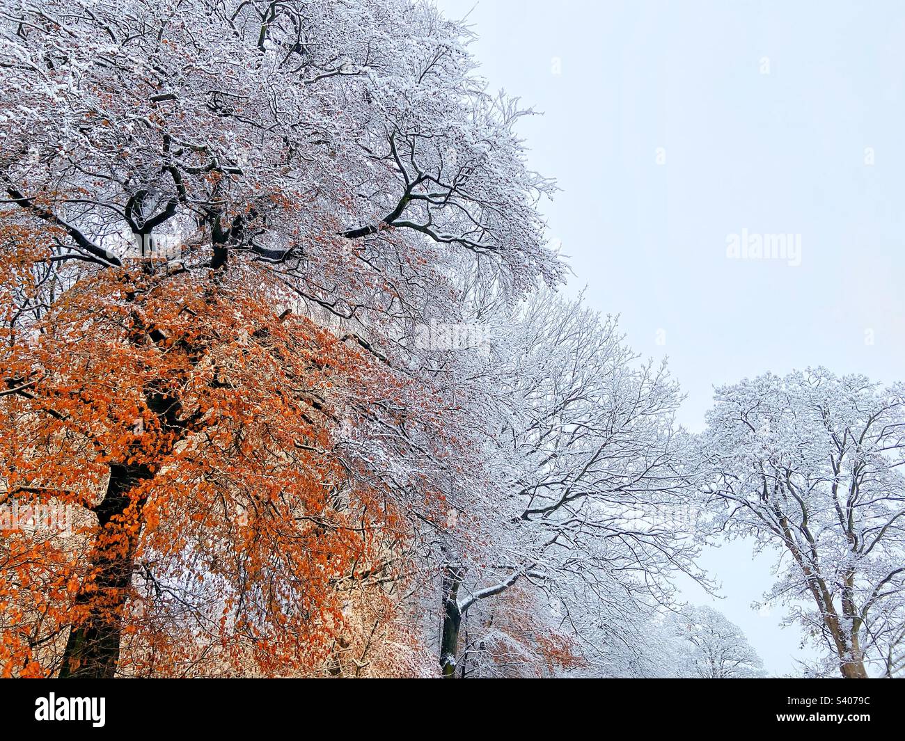 Trees in winter contrasted against orange Kate autumn leaves Stock Photo