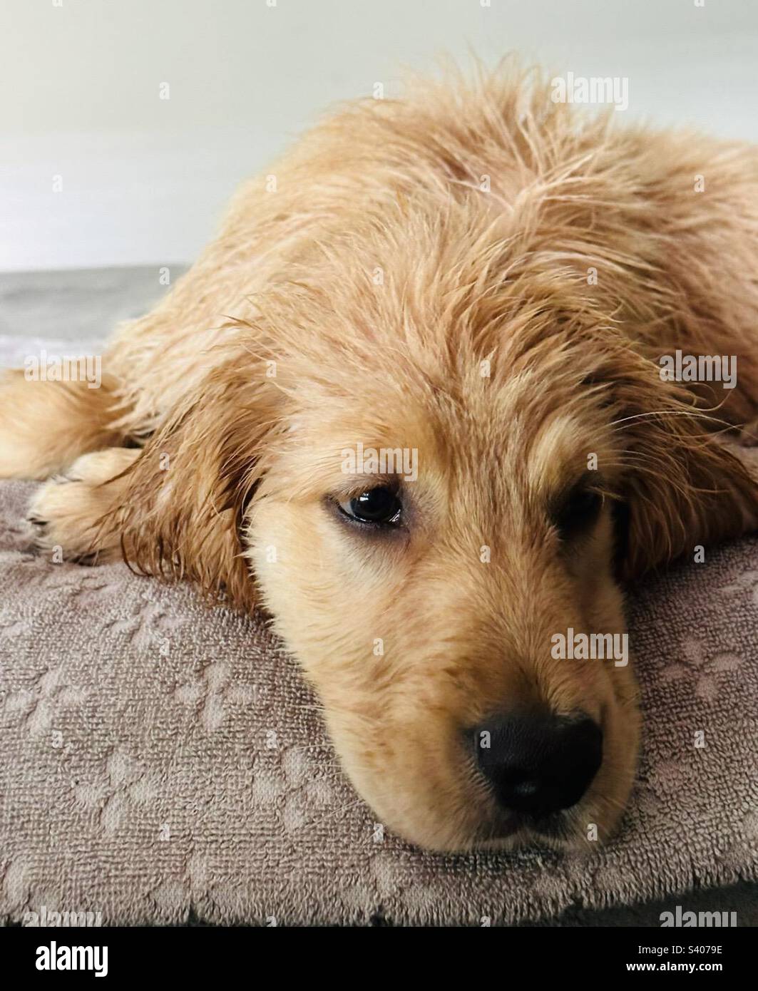 Wet golden retriever puppy sale