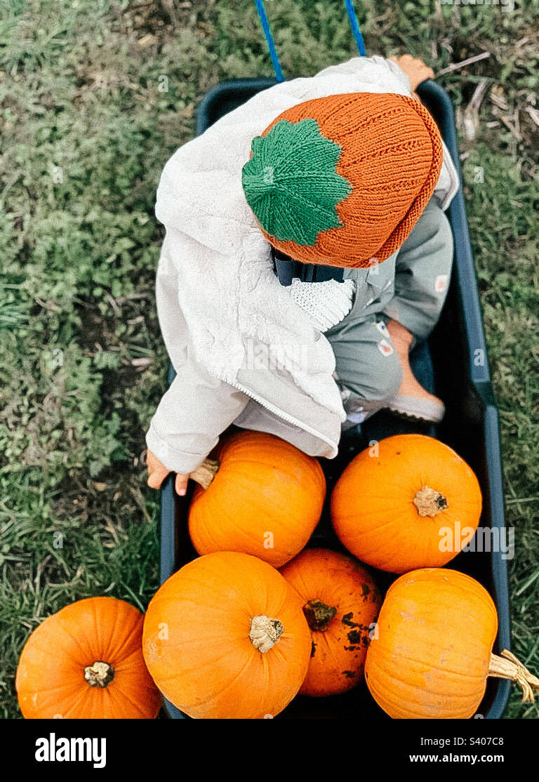 Pumpkin Picking Stock Photo