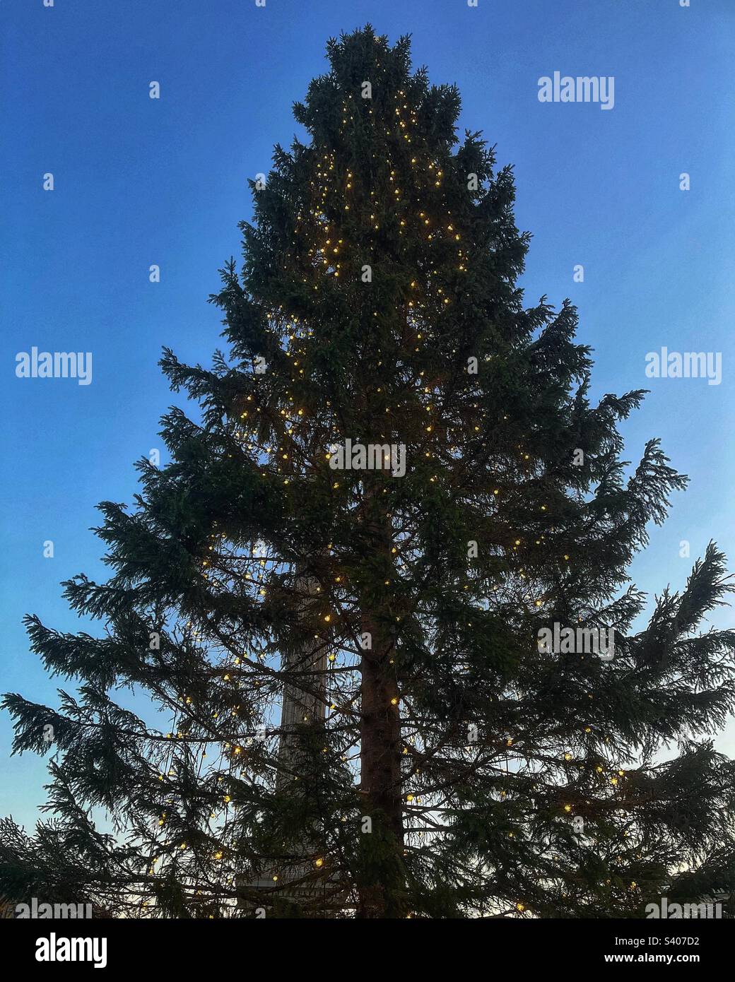 Tree is given by the City of Oslo as a token of Norwegian gratitude to the people of London for their assistance during the years 1940 - 1945 A tree has been given annually since 1947 at Christmastime - Smartphone Captured Stock Image