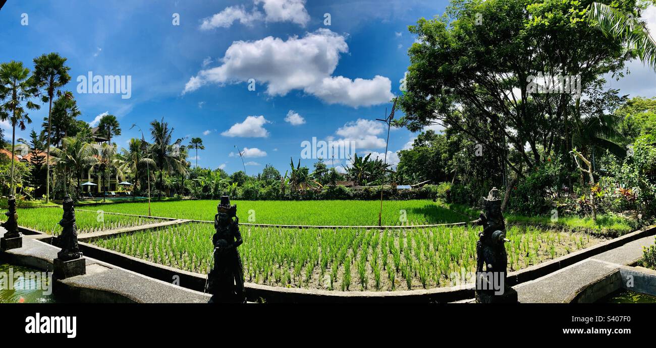 Rice terrace view in Ubud Bali - Smartphone Captured Stock Image