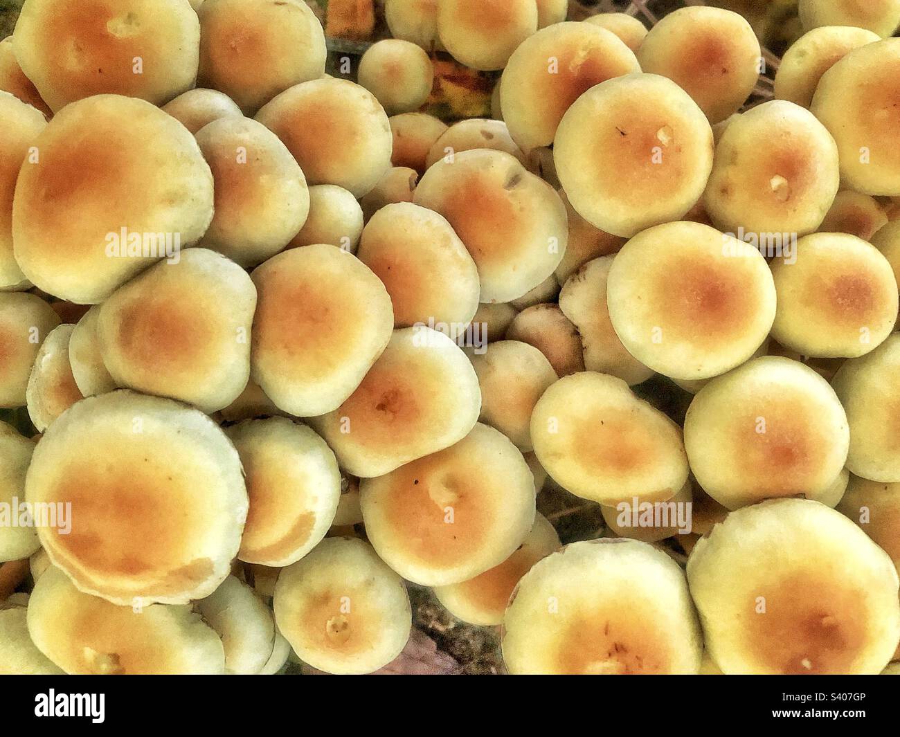 Sulphur tuft mushrooms growing on a tree stump in a beechwood’s near Winchester Hampshire United Kingdom - Smartphone Captured Stock Image