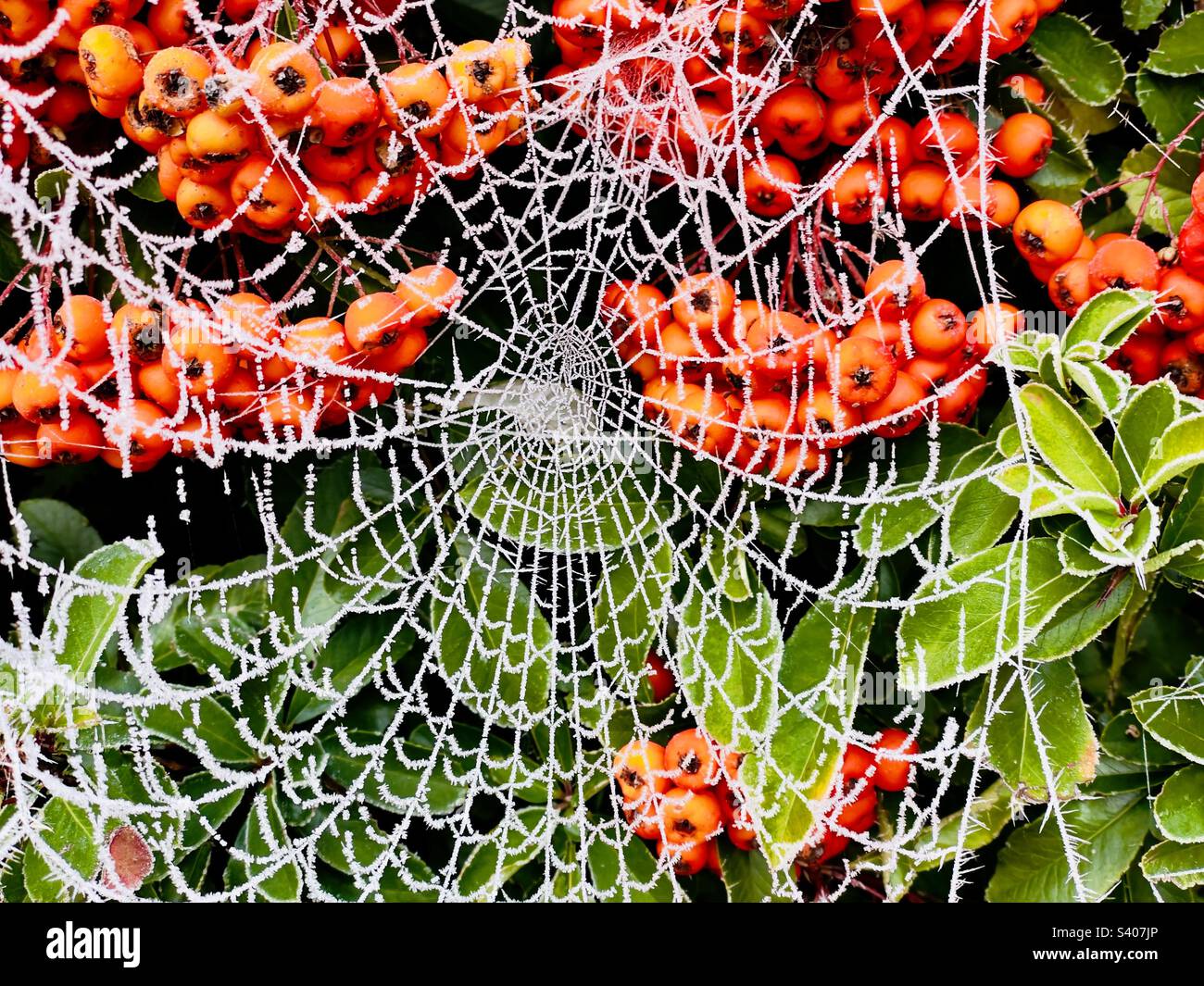 Frozenconwen against red berries as the U.K. experiences a cold snap Hertford, U.K. where the temperature remained below 0C during the day - Smartphone Captured Stock Image