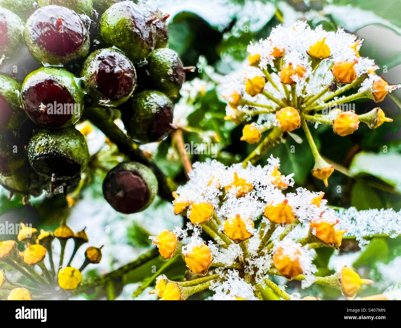 Ice formation on berries - Smartphone Captured Stock Image