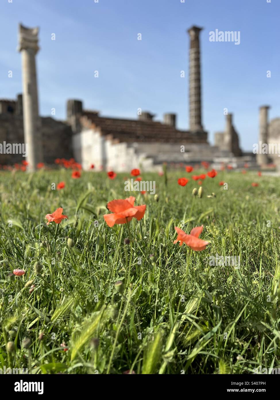 Visit around Pompeii with view of flowers and archeological sites of